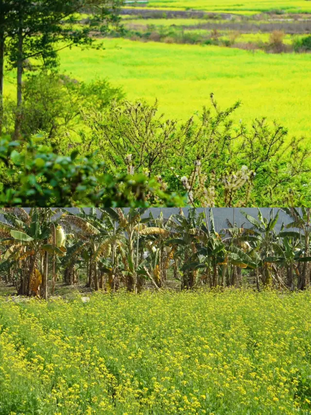 長泰的油菜花初開放，田埂上還沒什麼踩痕！