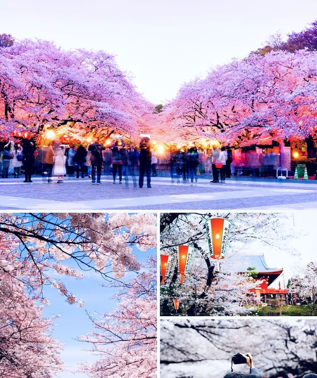 東京上野公園是日本第一座公園內的粉色童話