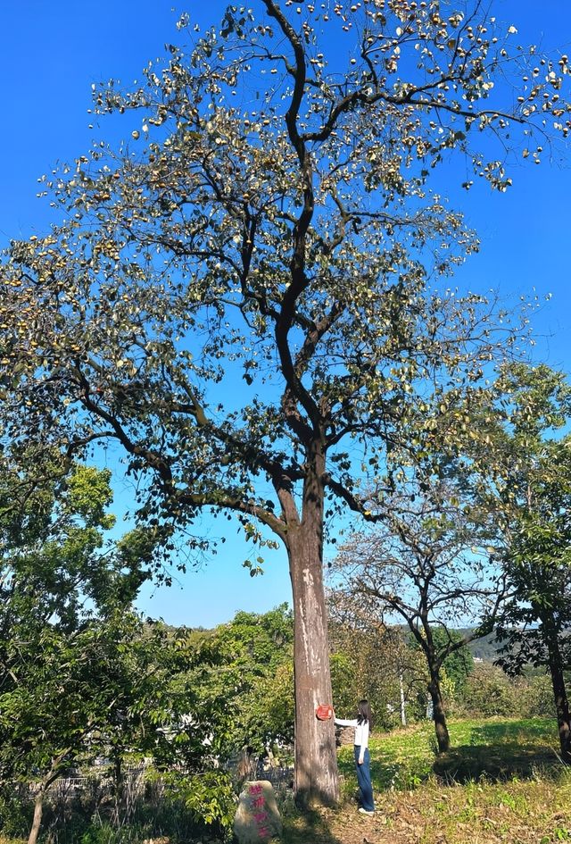 中國甜柿第一村—鏨字石村