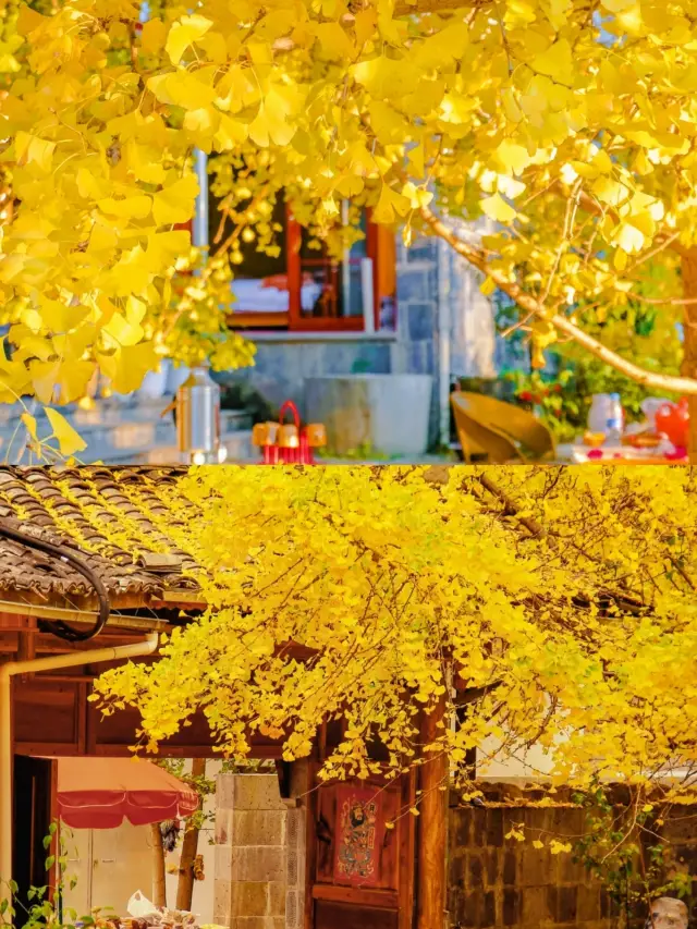 Go to Tengchong, Yunnan to see a Ginkgo rain