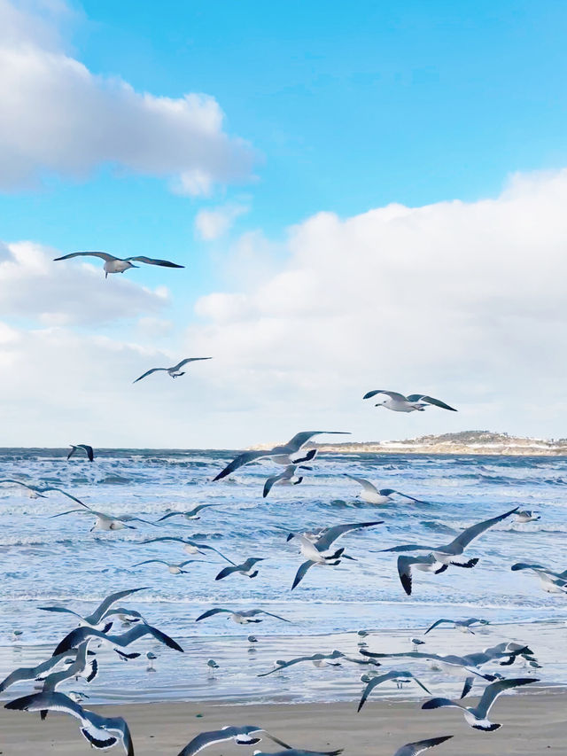 威海｜葡萄滩海水浴場｜北極圈威海分圈