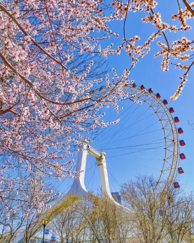 Tianjin's Five Avenues is a prime spot for flower viewing, miss it and wait a year!