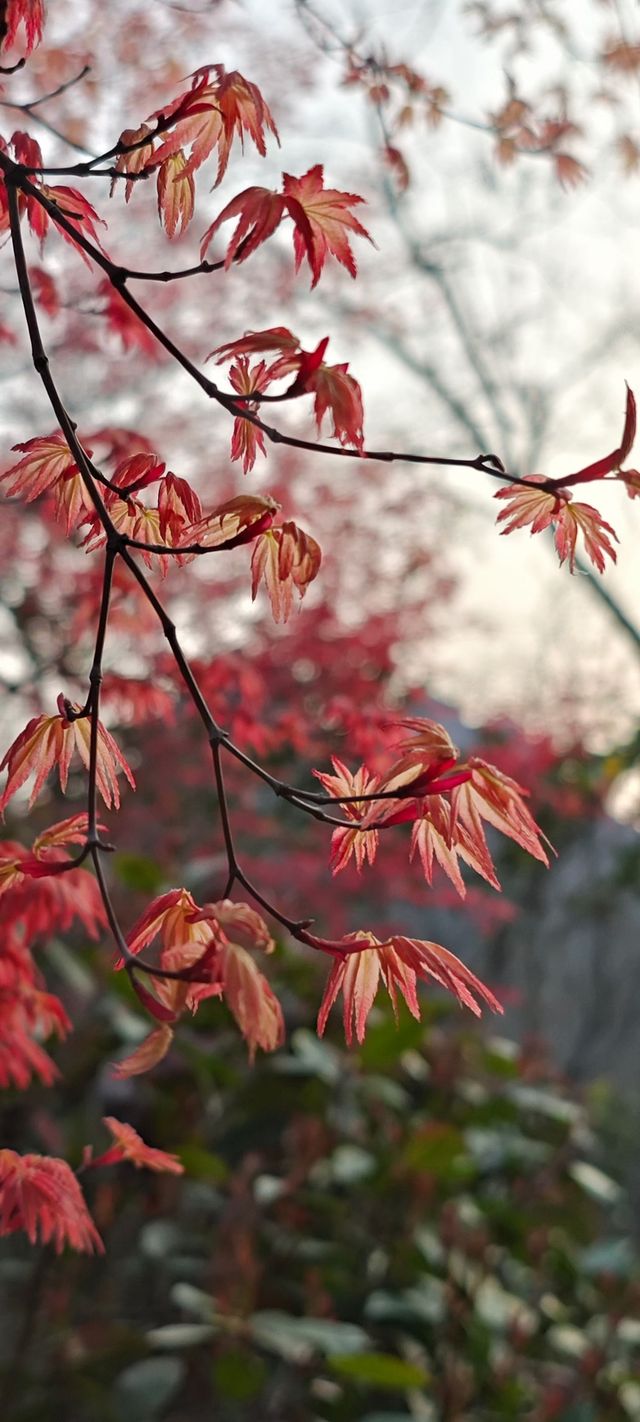 浮山公園越來越美咯