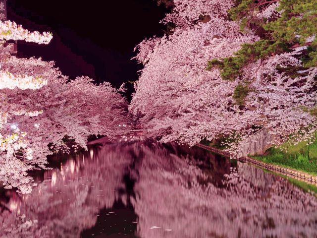 Immense Cherry Blossom World