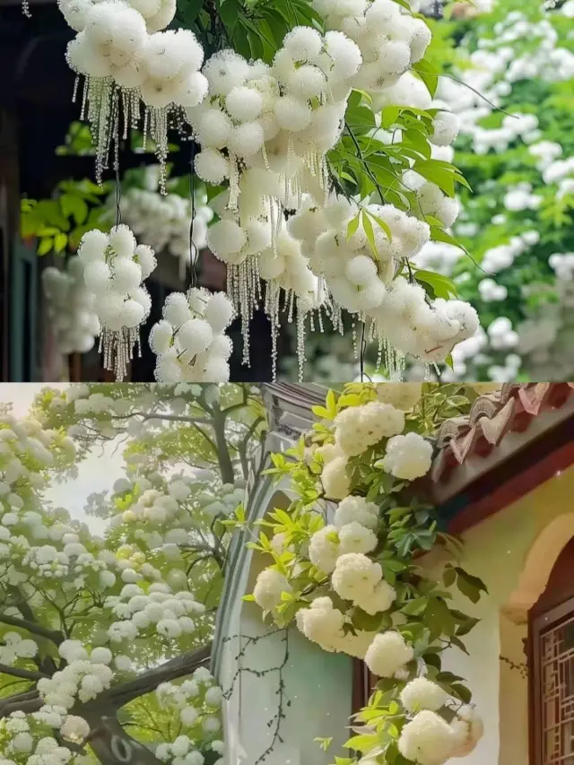 昆明周邊|黑龍潭公園最美流蘇花四月流蘇花似雪，正值人間四月天