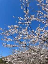 上海出發日徒步｜覆卮山·石浪·油菜梯田