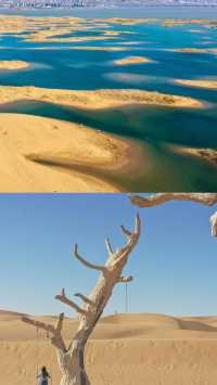 烏海一日去有海的沙漠尋一棵孤獨的樹