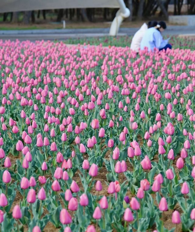煙台賞花 告訴你煙台的春夏有多美