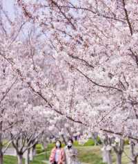 煙台賞花 告訴你煙台的春夏有多美