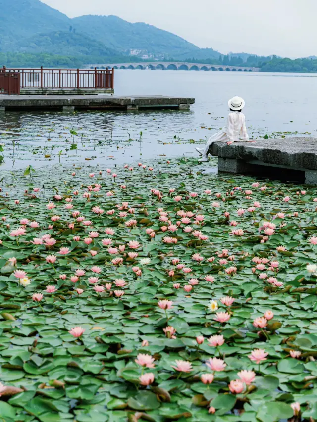 I thought the water lilies at Maojiabu were beautiful enough, until I visited Xianghu Lake