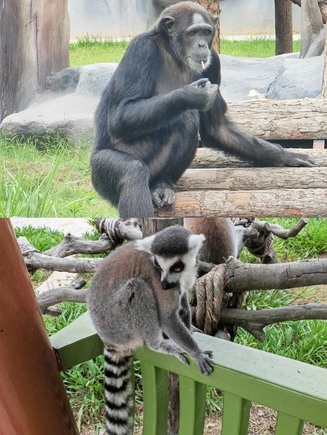 德州動物園超贊