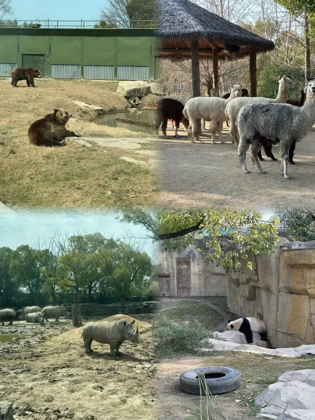 Encounter the Animal Kingdom, enjoy a trip to Shanghai Wild Animal Park