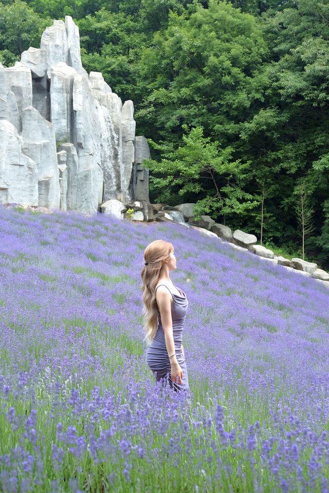 purple坠入紫色梦境  夏日薰衣草花海～