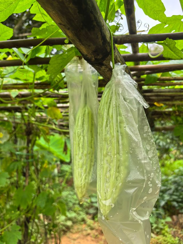 遠方不遠只要心之所向第二十二篇～～饒平東坑村