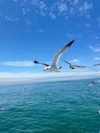 別再人擠人了，來海驢島喂海鷗吧