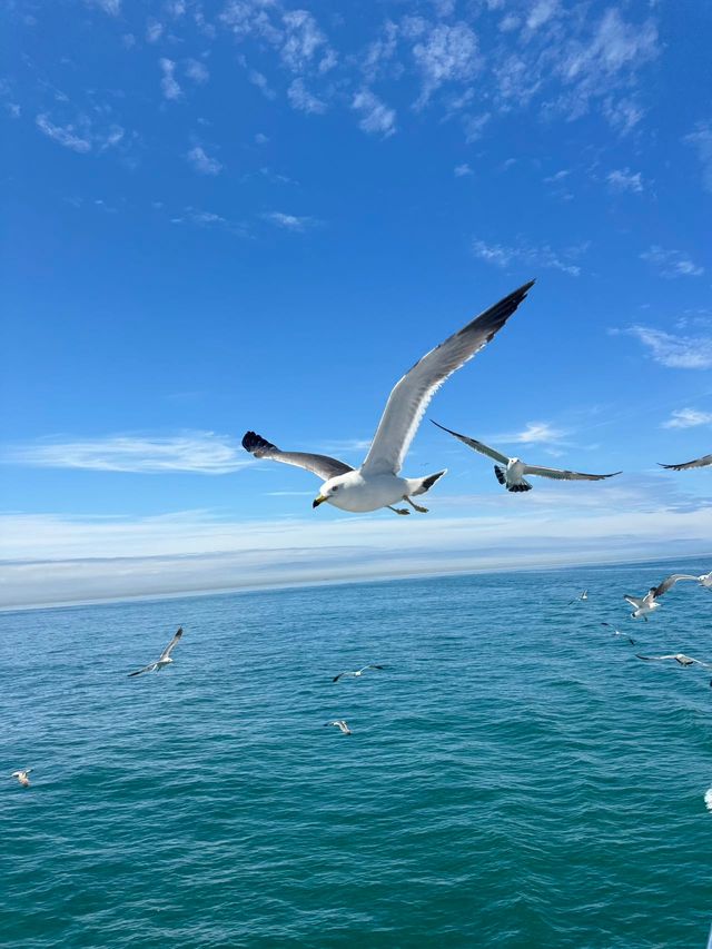 別再人擠人了，來海驢島喂海鷗吧