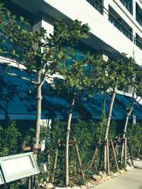 🌴🛏️ Naha's Chic Stay: Southwest Grand Hotel 🌟