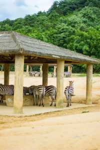 剛回來！！杭州野生動物世界夏日暢玩攻略