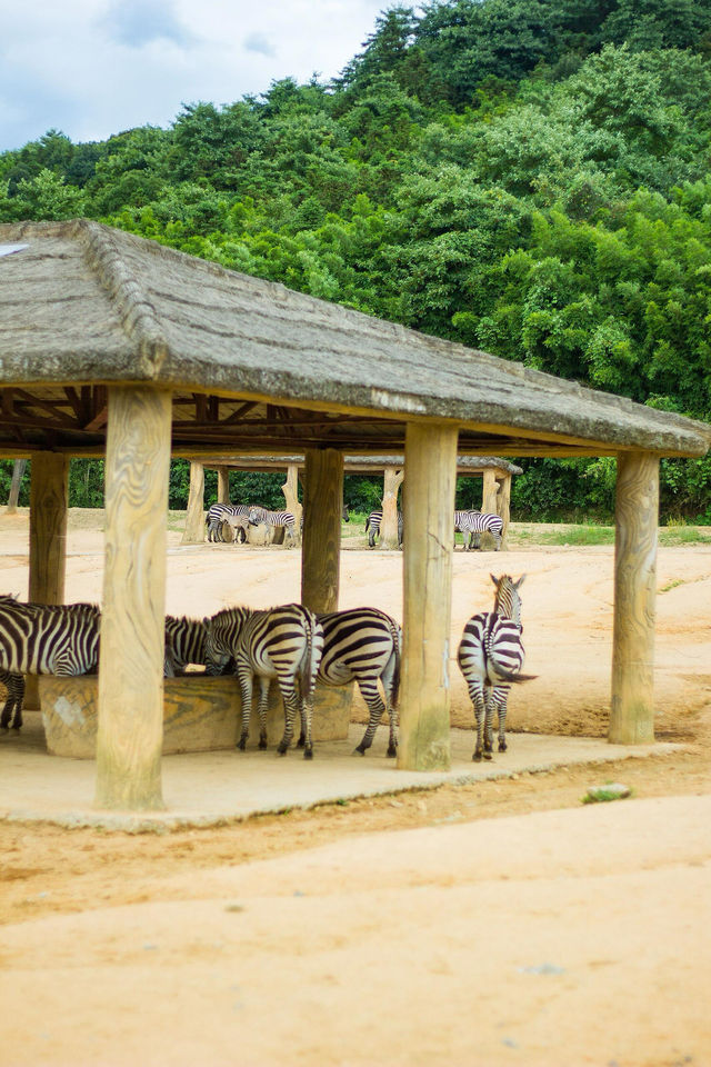 剛回來！！杭州野生動物世界夏日暢玩攻略