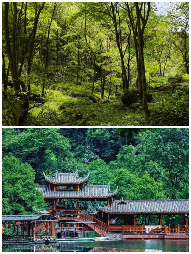 成都徒步-老峨山攻略||徒步探索自然之美