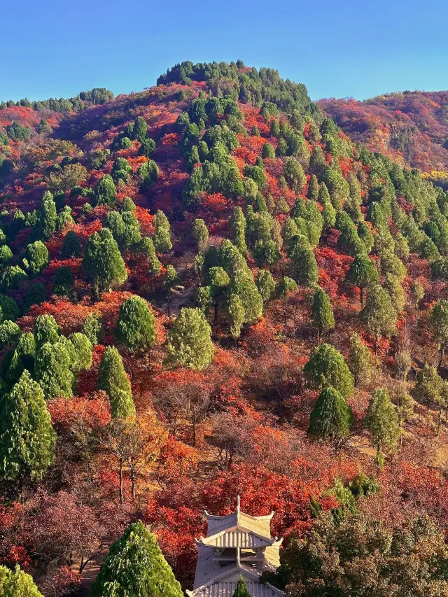 Jiaohe Red Leaf Valley | The only red maple forest in Jilin! 