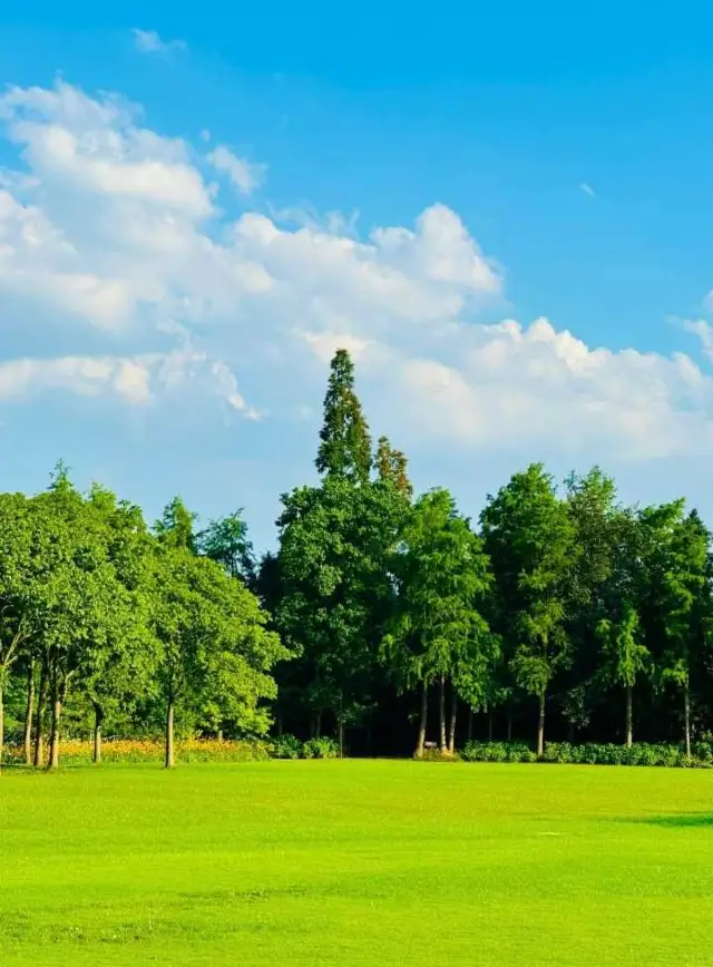 Shanghai Self-Drive | Stroll in the Oxygen Bar of Binjiang Forest Park.