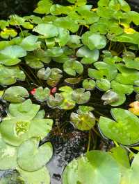 寧波~植物園~花開彼岸,一落千年。