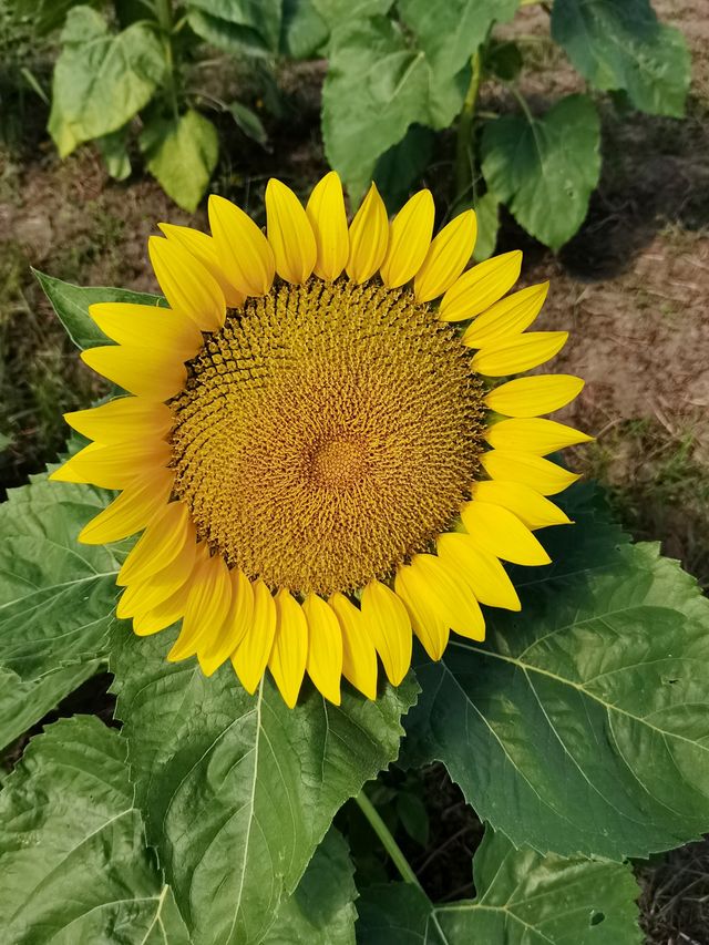 南京國慶免費六合這裡正值盛花期。