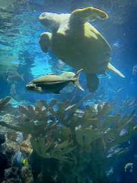 波士頓景點 | 新英格蘭水族館。