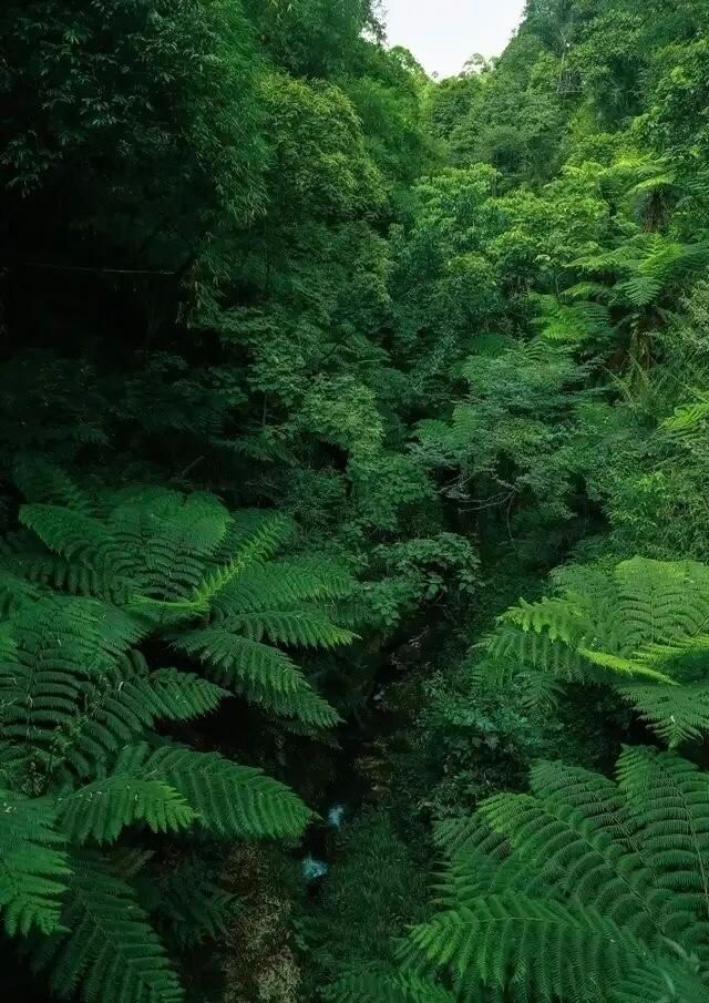 樂山桫欏大峽谷侏羅紀公園。