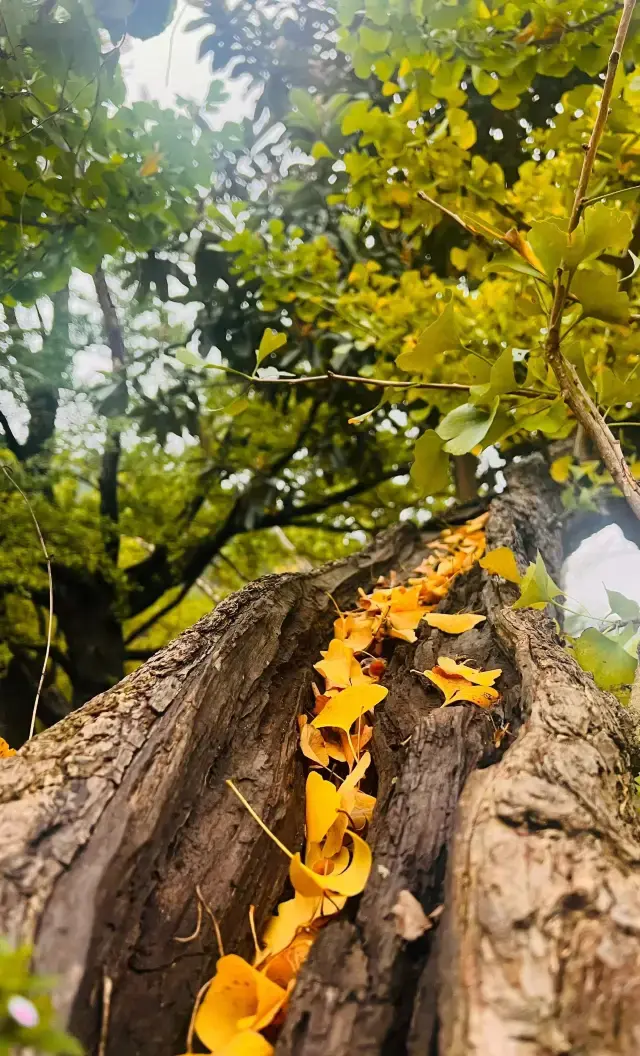確定不來看看穿越千年歲月長河的銀杏嗎。