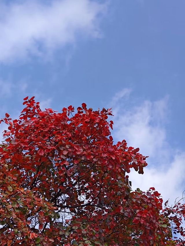 大紅寨登山賞紅葉觀賞路線與拍攝技巧全攻略。