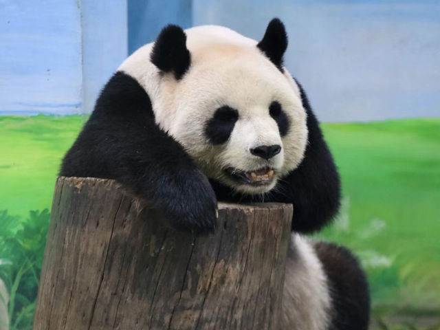 🐼台北動物園：走進自然的奇妙世界