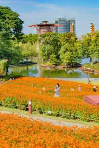 佛山花海千燈湖公園硫華菊盛裝出戰。