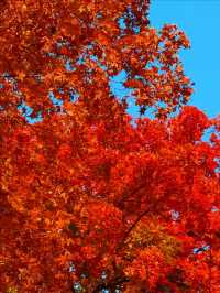 11月5日實況 紫竹院紅葉已全面登場。