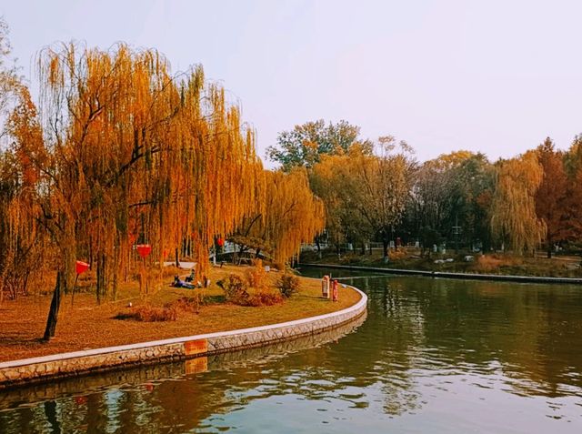 Chaoyang Park: Autumn Carpet of Yellow and Red Leafs