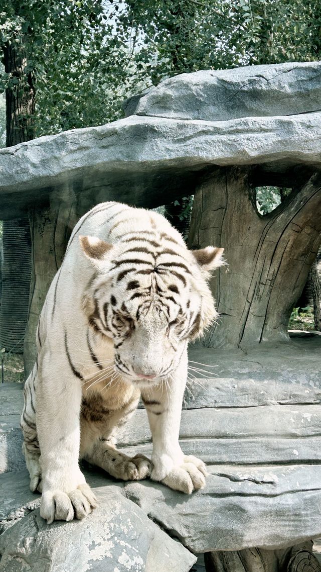 在拉努阿野生動物園，你能與自然親密接觸嗎。