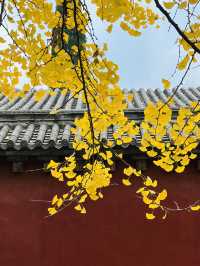 少林寺的千年古銀杏……。