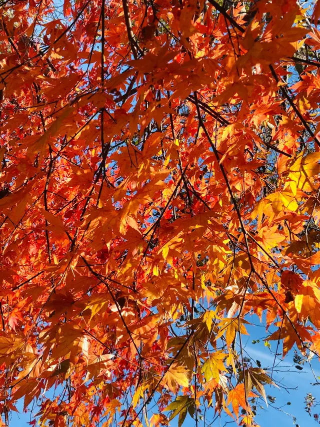 3일 동안 일본 여행 제대로 즐기기. 헛걸음 하지 마세요.