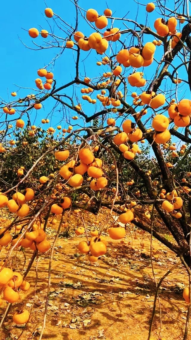恭城紅岩村｜被滿屏的橘色柿子包圍啦。