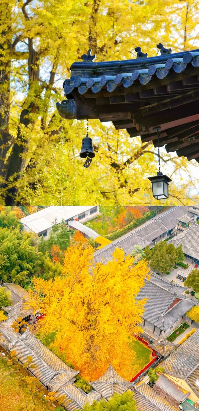 古觀音禪寺裡的千年銀杏樹黃了！
