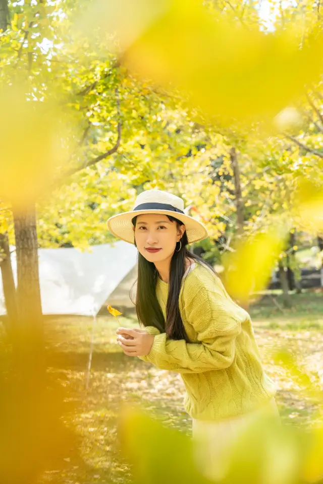 Nanchang is a great place to see ginkgo trees. 
