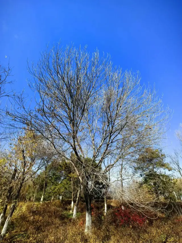 北京奧林匹克公園。初冬。