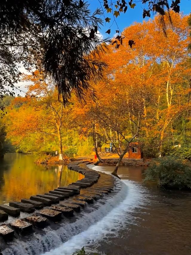 貴陽 | 阿哈湖濕地公園的秋天有多美……。