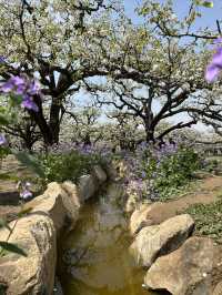 【砀山梨樹王風景區，春日賞花好去處！】。