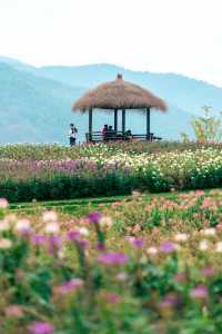余杭，徑山花海