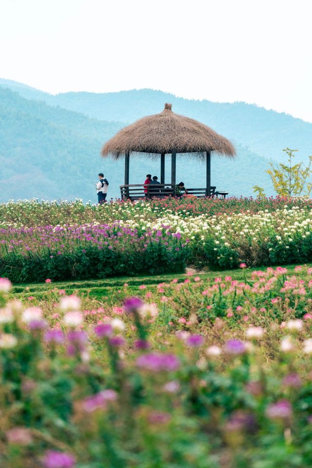余杭，徑山花海