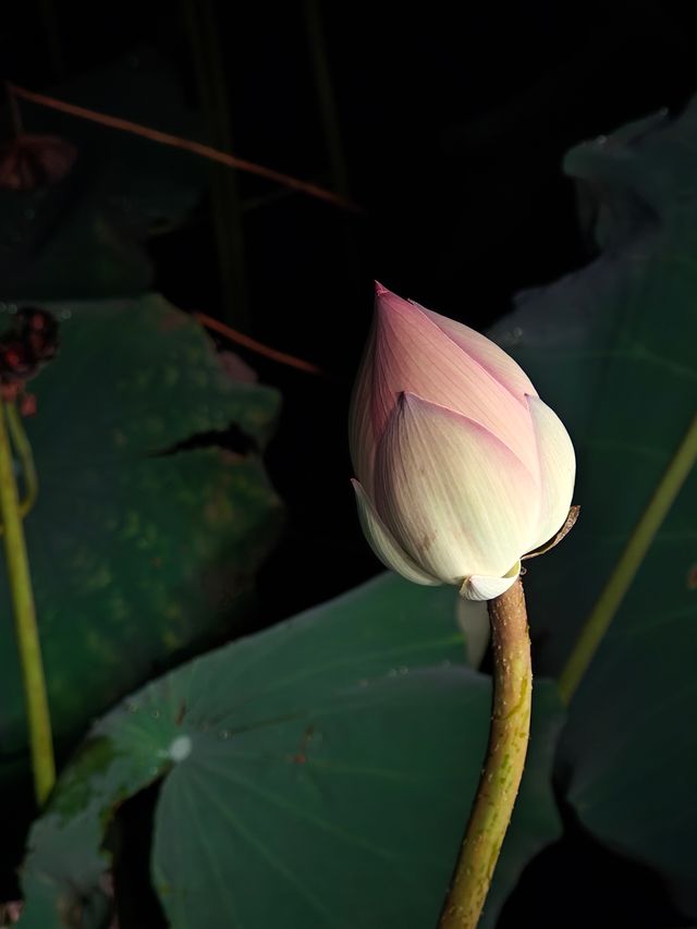 【綠意盎然】福州西湖公園：千年古韻中的碧波翠影