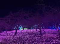 Travel Guide: Sagamihara Lake Light Show - A Romantic Destination?