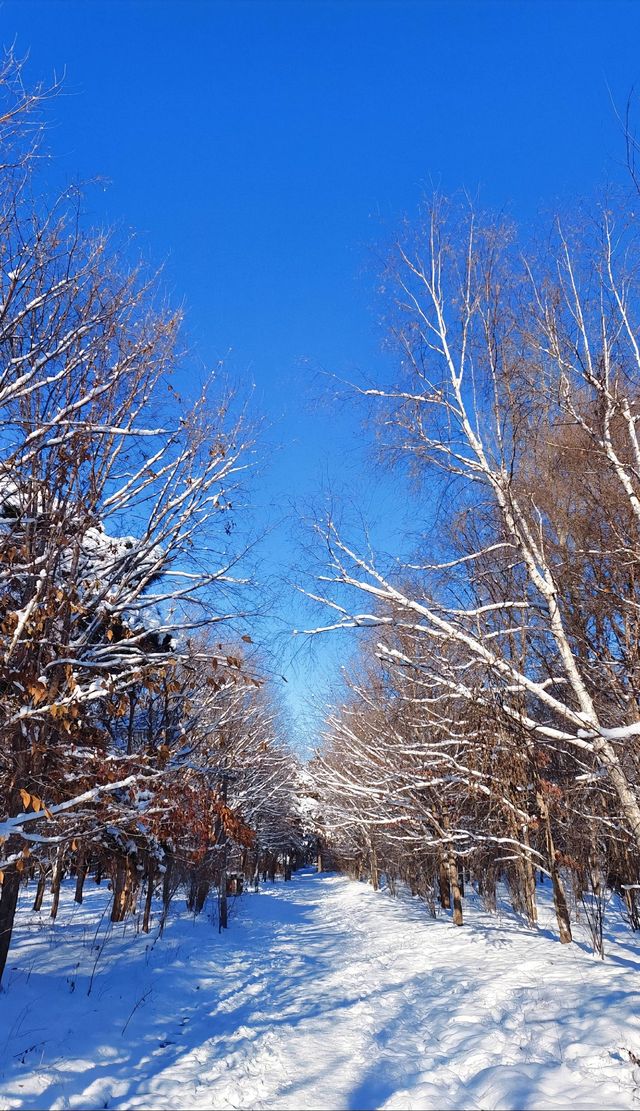 吉林長春|南湖公園•看看這隱匿的雪後仙境